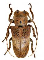 Oncideres phaetusa  Dillon & Dillon, 1946