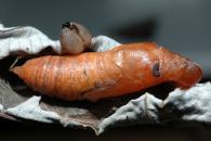 Hesperiidae Gen sp