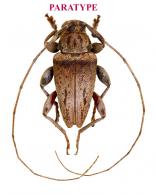 Hylettoides sugrimi Audureau, 2023  PARATYPE