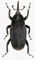 Rhynchophorus palmarum (Linné, 1764)