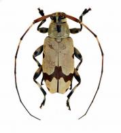 Stenolis angulata (Fabricius, 1801)