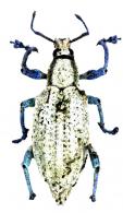 Compsus cyanipes (Fabricius, 1787)