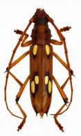 Eburodacrys sulphureosignata ? (Erichson, 1847)