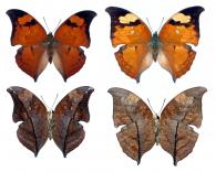 Zaretis isidora  (Cramer, 1779)  ♂ & ♀