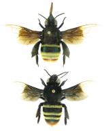 Eulaema bombiformis (Packard,1869)  ♂ & ♀ 