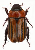 Trizogeniates temporalis Ohaus, 1917