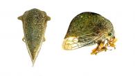 Aurimastris expansa (Evangelista and Sakakibara, 2007)