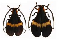 Lycidola simulatrix (Bates, 1866)  ♂ & ♀