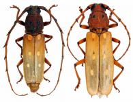 Cocoderus longespinicornis Fuch, 1964  ♂ & ♀