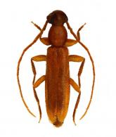 Atenizus simplex  Bates, 1884