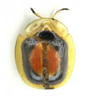 Charidotis ambigua   Boheman, 1855