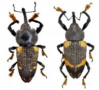 Odontoderes sexmaculatus   (Olivier 1790)  ♂ & ♀