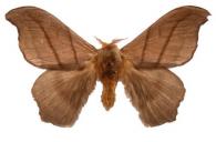 Hylesia gyrex  Dyar, 1913