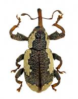 Curculionidae Gen sp100