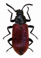 Strongylium erythropterum  Maklin, 1864
