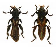 Charisia durantoni  (Penaherrera-Leiva & Tavakilian, 2003) ♂ & ♀