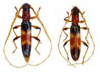 Stenoidion corallinum  (Bates,1870) ♂ & ♀