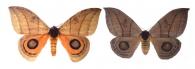 Automeris curvilinea  Schaus, 1906 ♂ & ♀