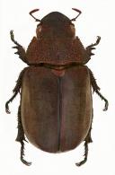 Spodochlamys caesarea    Burmeister, 1855