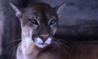 Animaux