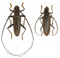Juiaparus batus batus  (Linnaeus, 1758)  ♂ & ♀
