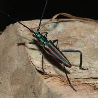 Callichroma gounellei