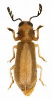 Cleridae Gen sp7
