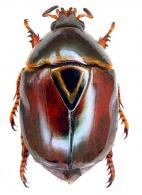 Lagochile giuglarisi  Soula, 2005