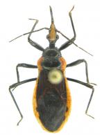Pothea sp2