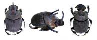Phanaeus (Notiophanaeus) bispinus   Bates, 1868 ♂ & ♀