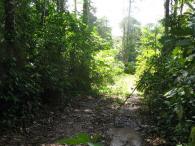 Forêt secondaire