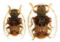 Desmiphora (Desmiphora) multicristata  Bates, 1866  ♂ & ♀