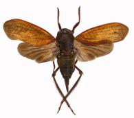 Fulgoridae Gen sp8