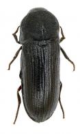 Gastraulacus cavifron  Horn, 1882