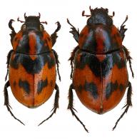 Cyclocephala picipes  (Olivier, 1789)  ♂ & ♀