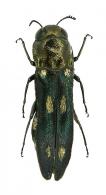 Agrilus sp9