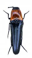 Tomicephalus sanguinicollis  (Latreille)