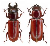 Parandra (Parandra) glabra (Deeger, 1774) ♂ & ♀
