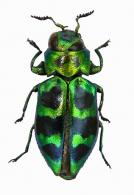 Chrysobothris sp5