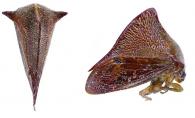 Cymbomorpha sp1