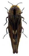 Agrilus productus Dejean, 1838 