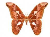 Rothschildia aurota aurota (Cramer, 1775)