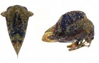 Aurimastris sp1