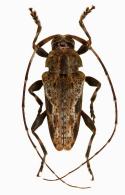 Baryssinus bicirrifer  Bates, 1872