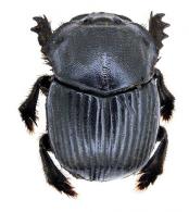 Dendropaemon (Eurypodea) fredericki Klages, 1906