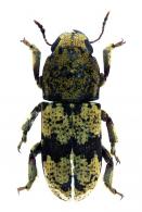 Eugonus virgatus Gillenhal, 1833