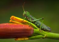Tropidacris collaris 