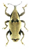 Epistrophus ambitiosus (Chevrolat, 1877)