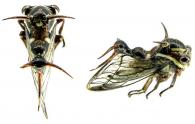 Heteronotus albopunctus Boulard, 1980 