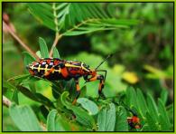 Reduvidae Gen sp larve